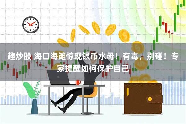趣炒股 海口海滩惊现银币水母！有毒，别碰！专家提醒如何保护自己